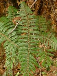 Polystichum vestitum. Adaxial surface of mature 2-pinnate frond.
 Image: L.R. Perrie © Te Papa CC BY-NC 3.0 NZ